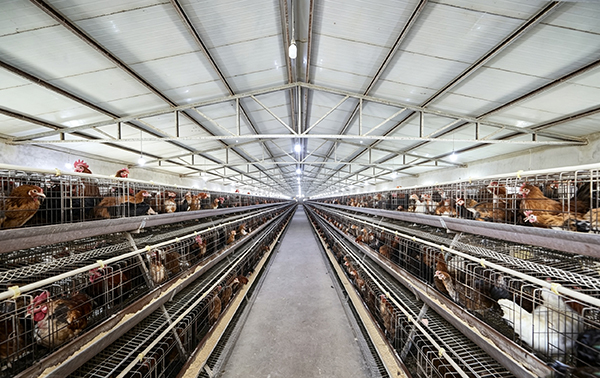 Mold Prevention in Poultry Feeding: How Feed Quality Management Can Reduce Health Risks and Operating Costs