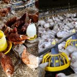 From Feed Waste to Precision Feeding: How Better Feed Management Can Improve Broiler FCR and ROI
