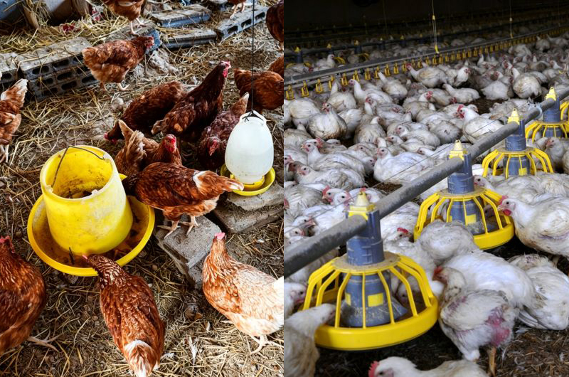 From Feed Waste to Precision Feeding: How Better Feed Management Can Improve Broiler FCR and ROI