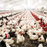 Flock Uniformity and Group Management in Poultry Farms: Improving Heat Distribution and Environmental Control
