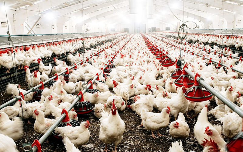 Flock Uniformity and Group Management in Poultry Farms: Improving Heat Distribution and Environmental Control